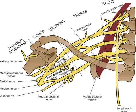 Long Thoracic Nerve Brachial Plexus