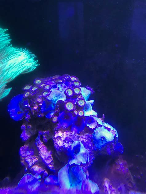 Blue/Purple Mushroom - Soft Coral Forum - Singapore Reef Club - sgreefclub