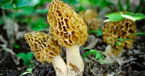 Tips For Wrapping Up Morel Mushroom Season In Johnson County