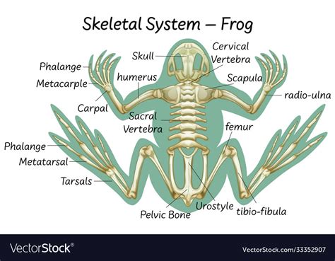 Science Eduction Frog Anatomy Royalty Free Vector Image