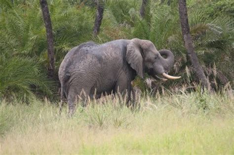 Jornal de Angola Notícias Angola perde 50 elefantes em cinco anos