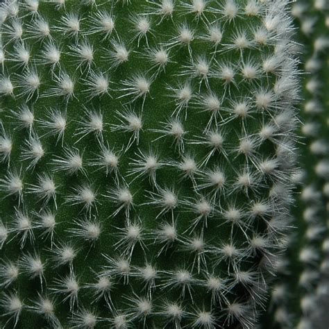 Many succulents look like cacti, but are not. Glochid - Wikipedia