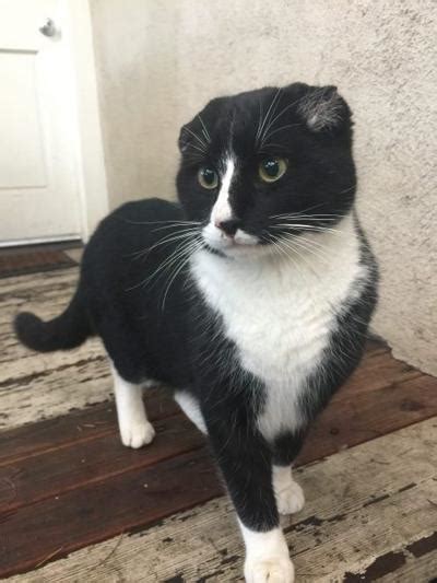 Found In Highland Park Male Tuxedo Cat With Cropped Ears Pets And