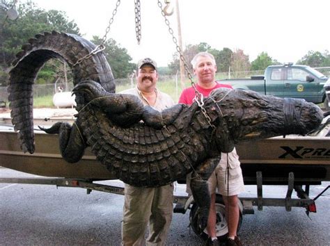 Alligator sightings have become more common in northern alabama in recent years according to wildlife experts. Huge alligator killed in west-central Alabama: 14 feet, 2 ...