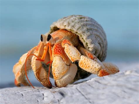 Tawny Hermit Crab Get It From Ukproducttawny