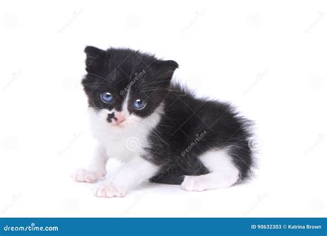 Cute Baby Tuxedo Style Kitten On White Background Stock Image Image