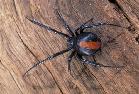 Spiders In Your Backyard The Australian Museum Blog