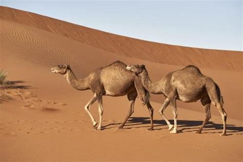 World Camel Day 2020 Wildlife Around The World