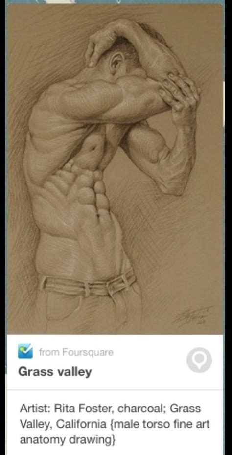 Male Upper Torso Anatomy Mussel Clipart Body Chest Pencil And In