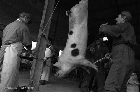 Reportages Terroir La Tradition Du Tue Cochon Dans Les Campagnes