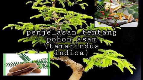 Bonsai Asam Jawa Tamarindus Indica Youtube