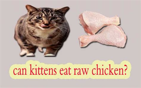 But certain individuals should limit consumption. can cats eat raw chicken | Eating raw chicken, Eating raw ...
