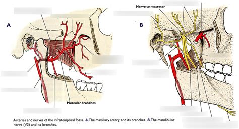 Maxillary Arteries And Mandibular Nerve Diagram Quizlet