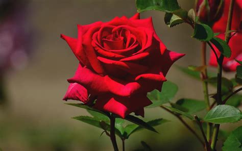 Find the perfect purple rose wallpaper to add to your device, blog or website. Beautiful Rose Wallpapers HD (62+ images)