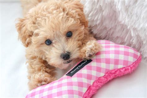 The maltese is a breed that has weight about 6 to 8 pounds and has height 8 to 10 inches. 5 Reasons Why You NEED A Maltipoo Puppy - Style Inherited