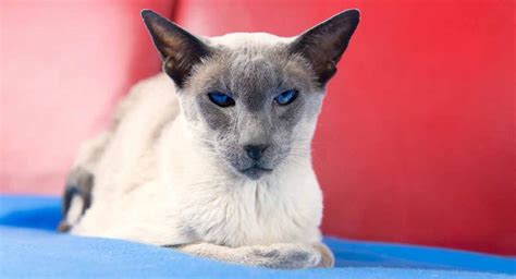 Wedge Head Siamese Vs Traditional Siamese Whats The
