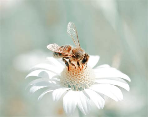Honey Bee 🍯 🐝 Honeycore Aesthetic Honey Design Green Aesthetic