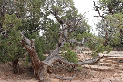 The Pinyon Juniper Woodland Of Colorado National Monument Wander