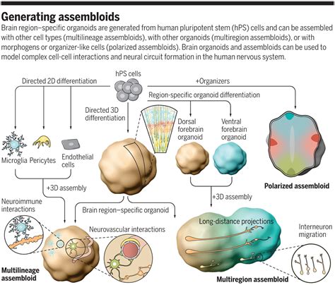 Assembling Human Brain Organoids Science