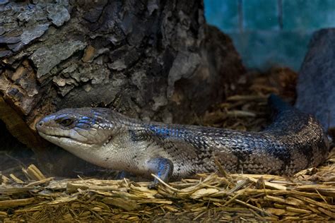 Northern Blue Tongued Skink Potawatomi Zoo