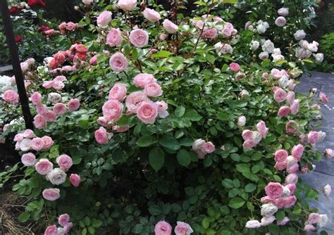Rosier Grimpant Mini Eden Rose Famous Roses