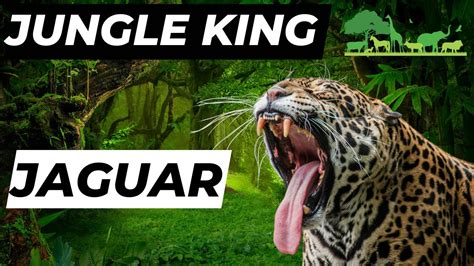 Jaguars The Ultimate Jungle Kings Youtube