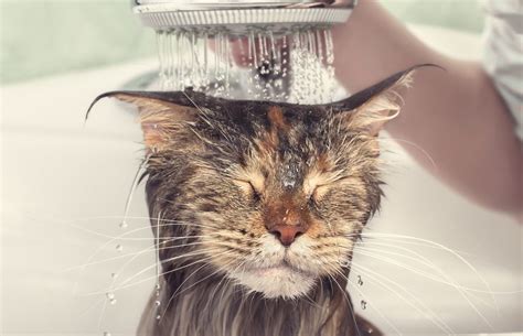 How Often Should You Give A Cat A Bath Gegu Pet