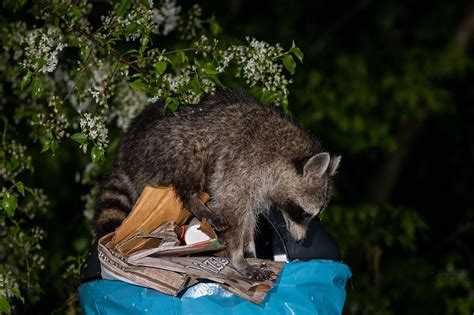 zu viele waschbären in berlin müllvermeidung statt jagd