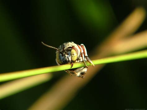 Amor De Amistad Los Insectos De Mi Jardín Parte Ii 20 Fotos Tipo Macro