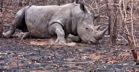 South Africa Rhino Poaching Falls By 50 But Remains Alarming Afrik 21
