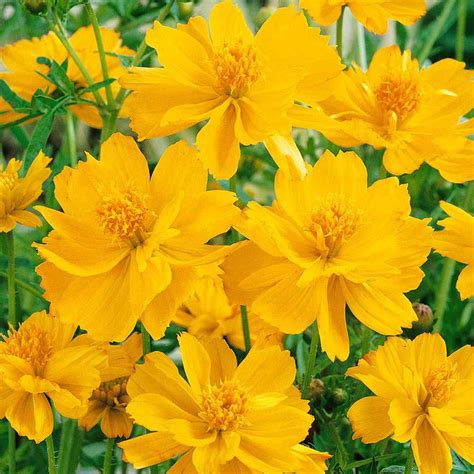 Drought Tolerant Sulfur Cosmos Gold Garden Flower Plant Seed