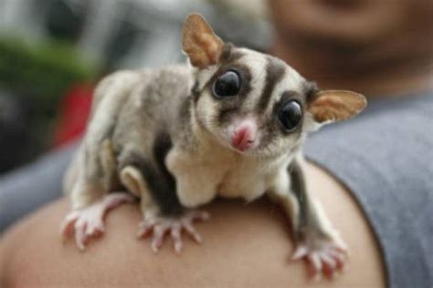 Top 10 Best and Cute Exotic Pets to Own (Pictures ...