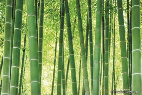 Bambu Sebagai Tanaman Konservasi Yang Mulai Langka