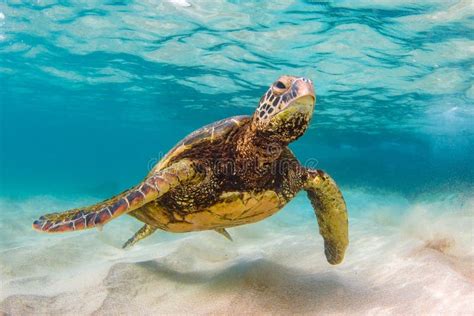 Hawaiian Green Sea Turtle Cruising In The Warm Waters Of The Pacific
