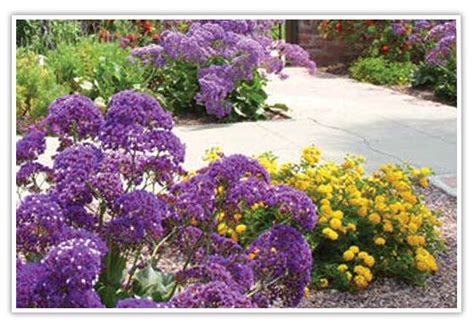 We did not find results for: 7 best images about Plants on Pinterest | California ...