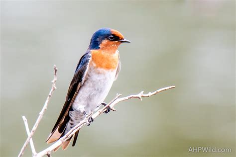 Welcome Swallow Ahp Wild