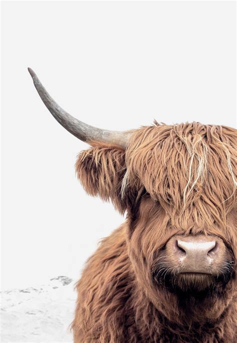 Scottish Wall Hanging Boho Cow Art Scotland Highland Cow Print