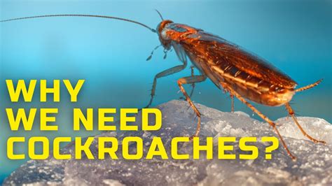 Why We Need Cockroaches Interesting Facts About Cockroaches Youtube