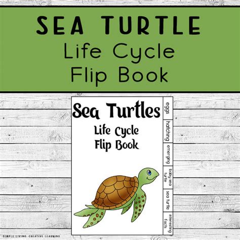 Sea Turtle Life Cycle Coloring Sheet