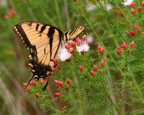Eastern Tiger Swallowtail Papilio Glaucus Aka Pterourus G Flickr