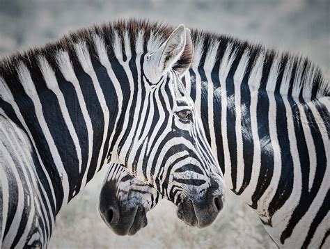 Confusing Zebra Stripes Abstract Wildlife Wall Art