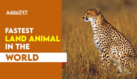 Fastest Land Animal In The World List Of Top 10