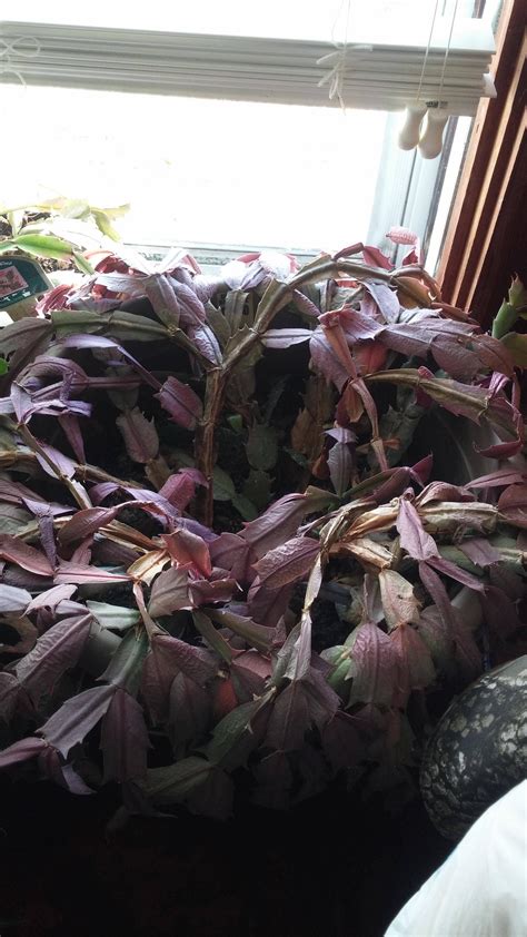 It is not unusual for an older christmas cactus to drop leaf stem or appear somewhat limp at various parts of its growth cycle but newer, younger plants. Christmas cactus turning red? | The Home Depot Community ...
