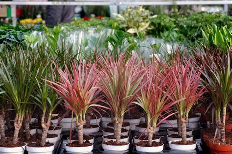 Large plants outdoor plants garden plants planting flowers easy house plants dracena houseplants dracaena plant corn plant. Dracaena Seed Planting Tips: Learn When To Sow Dracaena Seeds