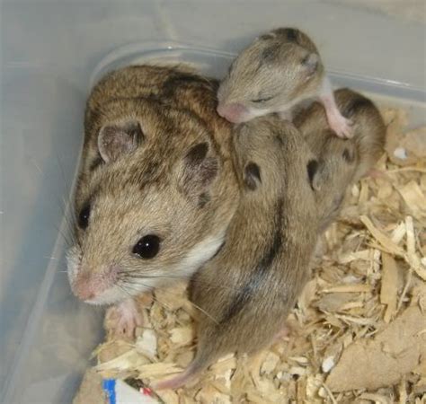 The Greater Long Tailed Hamster Tscherskia Hamster Cute Hamsters