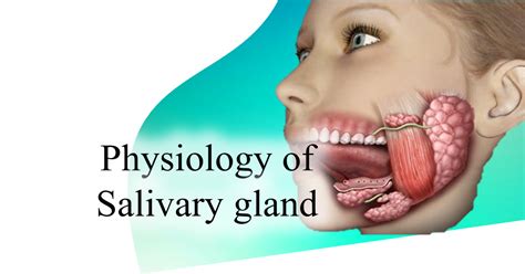 Physiology Of Salivary Gland