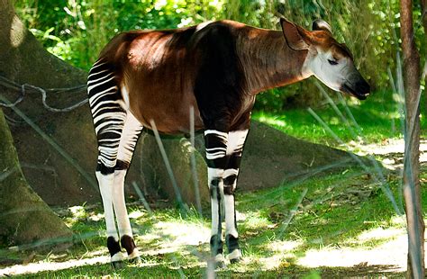 Okapi Wiki Reino Animalia