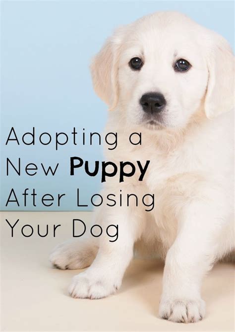 Dog Adoption Party Dog Adoption Quotes Puppy Adoption Obedience
