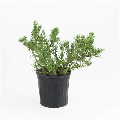 National Plant Network 225 Gal Parsonii Juniper Plant Hd7481 The