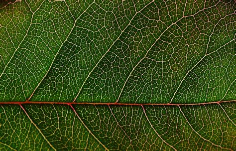 Green Leaf In Macro Photography · Free Stock Photo